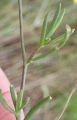 Senecio harveianus