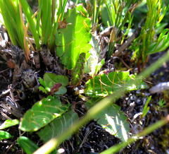 Alepidea delicatula