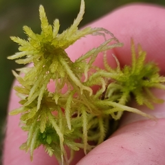 Sphagnum teres