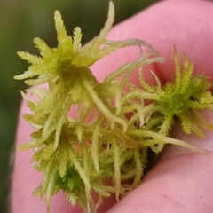 Sphagnum teres