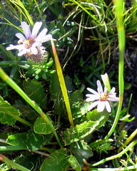 Alepidea delicatula