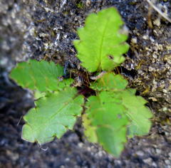 Alepidea delicatula