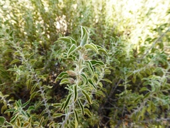 Eremophila ovata