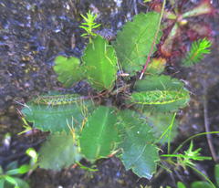 Alepidea delicatula