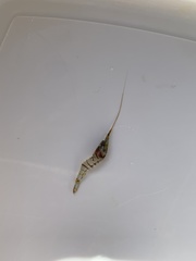 Palaemon elegans