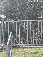 Passer domesticus domesticus