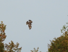 Buteo hemilasius