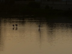 Phoenicopterus roseus