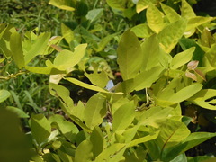 Catochrysops panormus exiguus