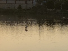 Phoenicopterus roseus