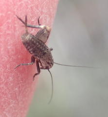 Cophogryllus