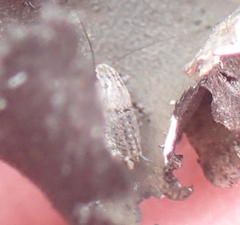 Cophogryllus