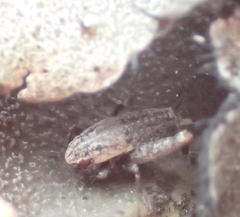 Cophogryllus
