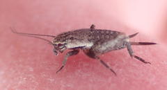 Cophogryllus