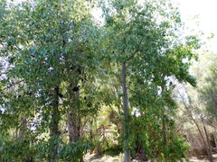 Brachychiton gregorii