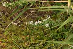 Symphyotrichum pilosum