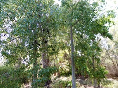 Brachychiton gregorii