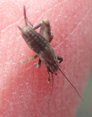 Cophogryllus