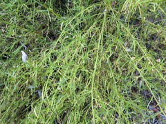 Eremophila polyclada