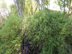 Eremophila polyclada