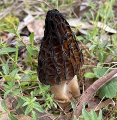 Morchella australiana