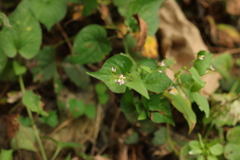 Persicaria senticosa