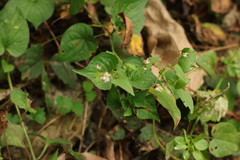 Persicaria senticosa