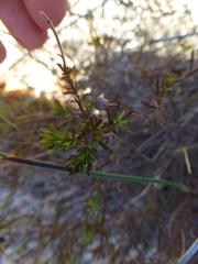 Felicia hyssopifolia