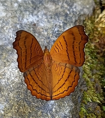 Pseudergolis wedah