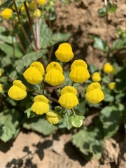 Calceolariaceae
