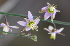 Heliophila cornuta squamata