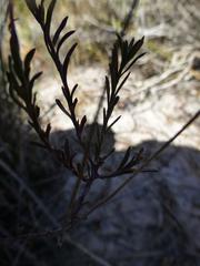 Felicia hyssopifolia