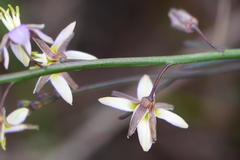 Heliophila cornuta squamata