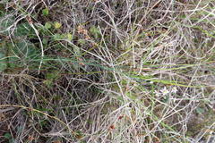 Heliophila cornuta squamata