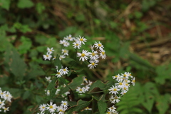 Aster scaber