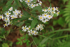Aster scaber