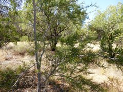 Acacia estrophiolata