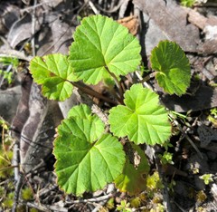Pelargonium rodneyanum