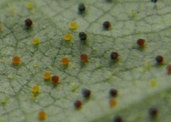 Phyllactinia guttata