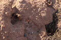 Crematogaster melanogaster