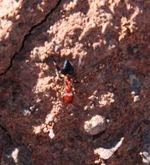 Crematogaster melanogaster
