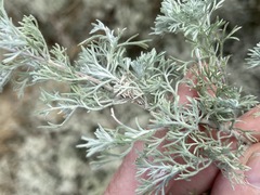 Artemisia taurica