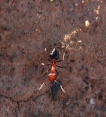 Crematogaster melanogaster