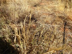 Panicum decompositum