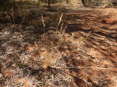 Enneapogon polyphyllus