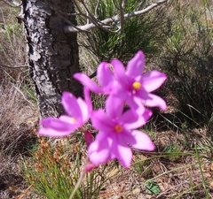 Ixia bifolia