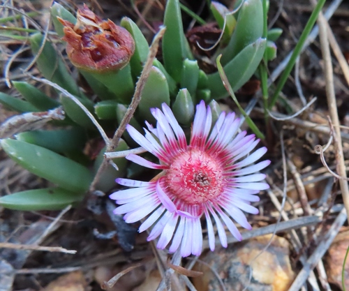 Acrodon parvifolius (Acrodon parvifolius)