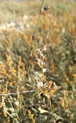 Polygonum equisetiforme