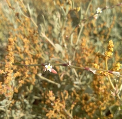 Polygonum equisetiforme
