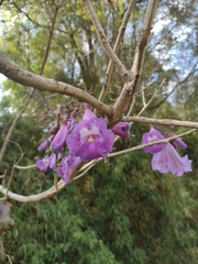 Jacaranda caroba